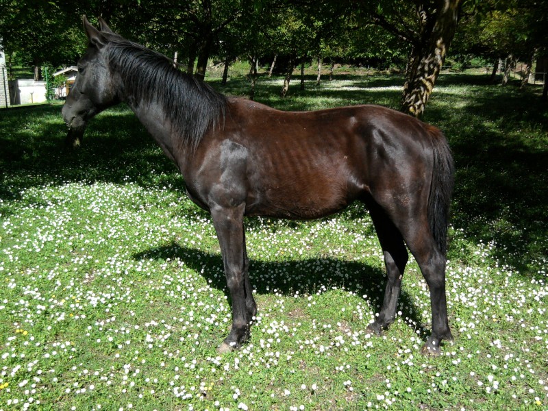Vendita Vendo Puledro Maremmano 2 Anni FABRIANO (AN) Vendita Vendo Puledro Maremmano 2 Anni FABRIANO (AN)