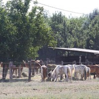 Circolo Ippico Del Mugnano