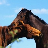 CENTRO IPPICO EQUESTRE SEABISCUIT