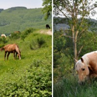 AsvaNara Accademia d'Equitazione Naturale