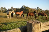 A.s.d. Centro Equestre Il Sorriso di Bassano