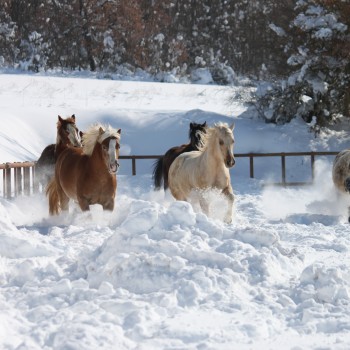 Le Siepi Country Farm