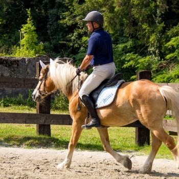 Associazione Sportiva Equestre Pineta