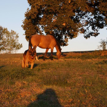 Centro equitazione vecchio texas