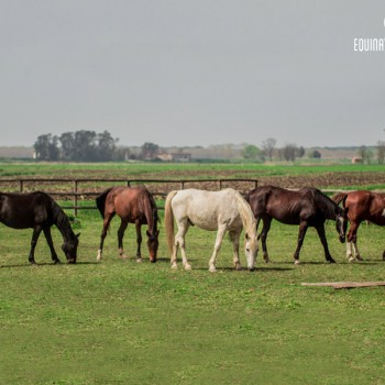 Equinatura Toscana ASD Equinatura Massaciuccoli