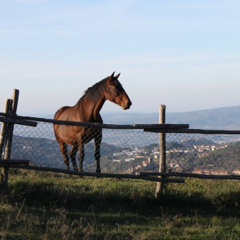 A.S.D Centro Equestre Ambasciador