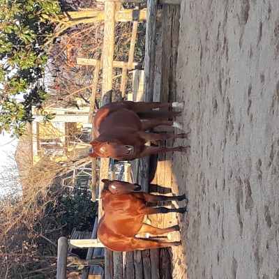 Le Piccole Dolomiti Centro Equestre 