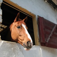 Horse Club Rapallo