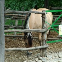 ASSOCIAZIONE â€œIL PADDOCKâ€  Onlus