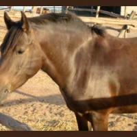 CENTRO EQUESTRE FIORANELLO