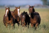 ARCESE QUARTER HORSES