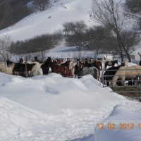 Maneggio IL RANCH