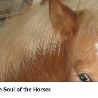 The Soul Of The Horses