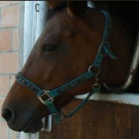 Bologna Equestrian Center