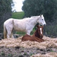 La Ginestra Equitazione