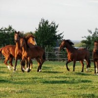 EQUILAND HORSES CLUB