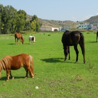 ASD EQUESTRE MONTE ZARA