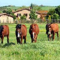 AGRITURISMO VIGNOLA