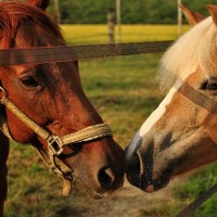 A.S.D. RANCH NAIF CENTRO EQUESTRE