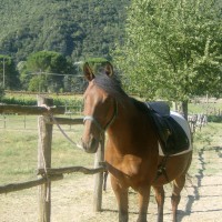 Circolo Ippico Passion Horse