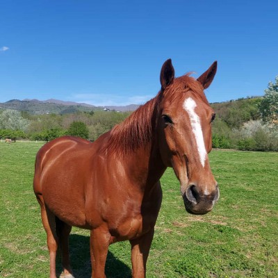 Scuola equestre Epona asd