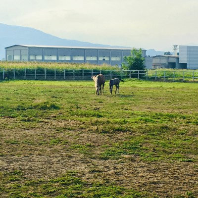 GIRARDI STABLE